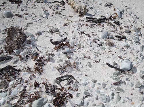 White-fronted Plover nest site